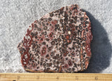 Leopard Skin Jasper Rock Slab 54