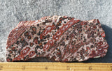 Leopard Skin Jasper Rock Slab 55