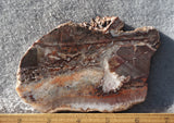 Mexican Crazy Lace Agate Rock Slab 406
