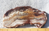 Mexican Crazy Lace Agate Rock Slab 407