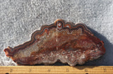Mexican Crazy Lace Agate Rock Slab 417