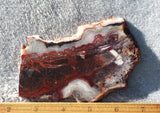 Mexican Crazy Lace Agate Rock Slab 423