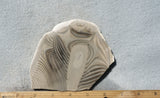 Curiosity Shop Rock Slab 409