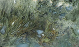 Curiosity Shop Rock Slab 449