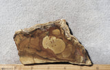 Morrisonite Jasper Rock Slab 278