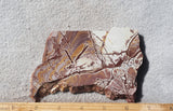 Sonoran Dendritic Rhyolite Rock Slab 456