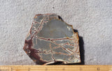 Sonoran Dendritic Rhyolite Rock Slab 455