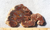 Woodward Ranch Plume Agate Rock Slab 99