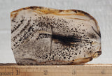 Montana Agate Rock Slab 223