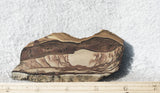 Biggs Jasper Rock Slab 484