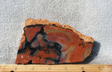 Petrified Wood Rock Slab 98