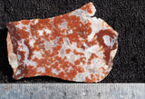 Cady Mountain Rock Slab 189