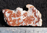 Cady Mountain Rock Slab 193