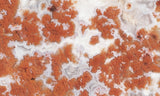 Cady Mountain Rock Slab 193