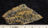 Dendritic Opal Rock Slab 15