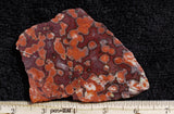 Morgan Hill Poppy Jasper Rock Slab 24