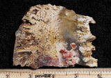 Feather Ridge Plume Agate Rock Slab 21