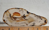 Montana Agate Rock Slab 186