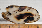 Montana Agate Rock Slab 197
