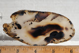 Montana Agate Rock Slab 197