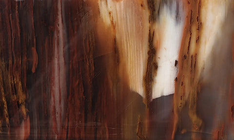 Petrified Wood Slab 199