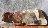 Petrified Wood Slab 195