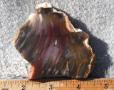 Petrified Wood Slab 198