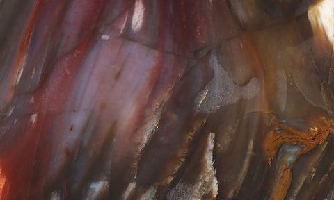 Petrified Wood Slab 198