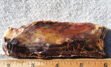 Petrified Wood Slab 192