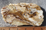 Petrified Wood Slab 187