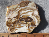 Petrified Wood Slab 188