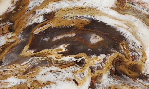 Petrified Wood Slab 188