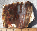 Petrified Wood Slab 196