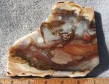 Petrified Wood Slab 193