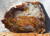 Petrified Wood Slab 181