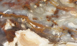 Petrified Wood Slab 190