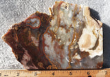 Petrified Wood Slab 190