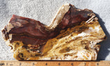 Petrified Wood Slab 184