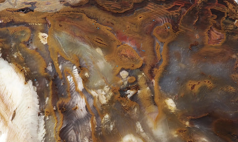 Petrified Wood Slab 185