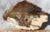 Petrified Wood Slab 185