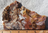 Petrified Wood Slab 191