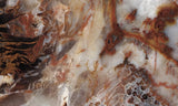 Petrified Wood Slab 191