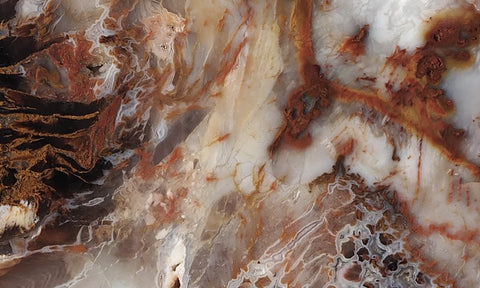 Petrified Wood Slab 191