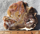 Petrified Wood Slab 186