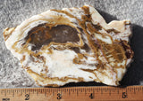 Petrified Wood Slab 189