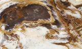 Petrified Wood Slab 189