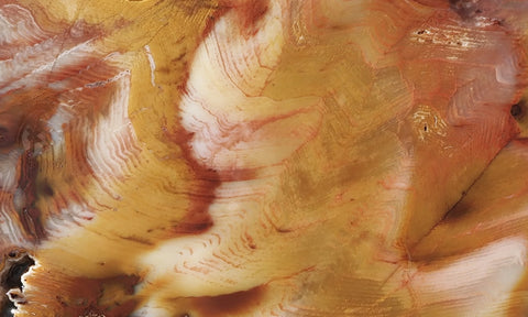 Petrified Wood Slab 183