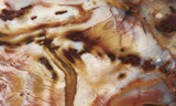 Petrified Wood Slab 182