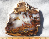 Petrified Wood Slab 180