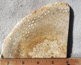 Bargain Bin F Slab 182